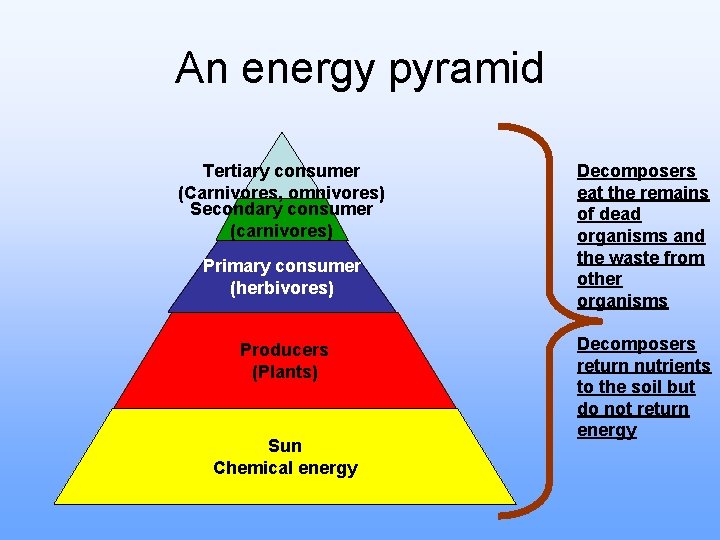 An energy pyramid Tertiary consumer (Carnivores, omnivores) Secondary consumer (carnivores) Primary consumer (herbivores) Producers