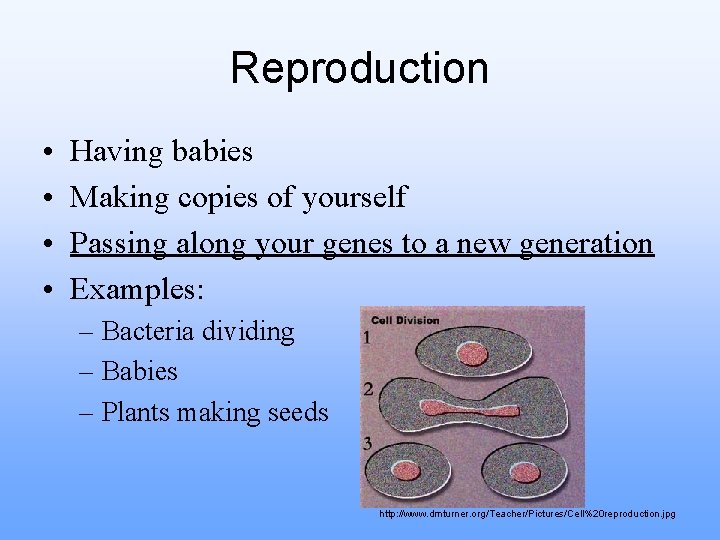 Reproduction • • Having babies Making copies of yourself Passing along your genes to