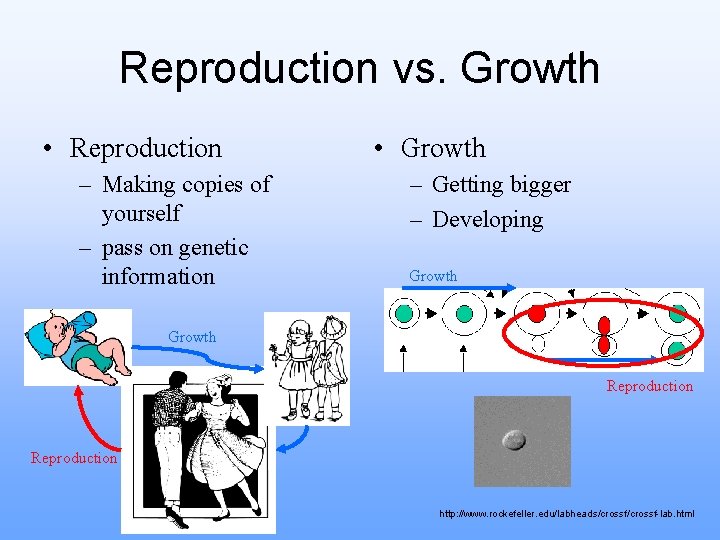 Reproduction vs. Growth • Reproduction – Making copies of yourself – pass on genetic
