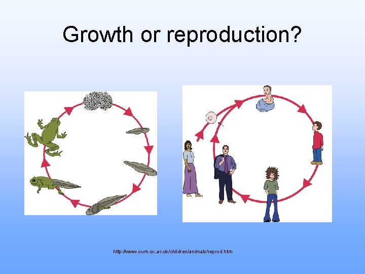 Growth or reproduction? http: //www. oum. ox. ac. uk/children/animals/reprod. htm 