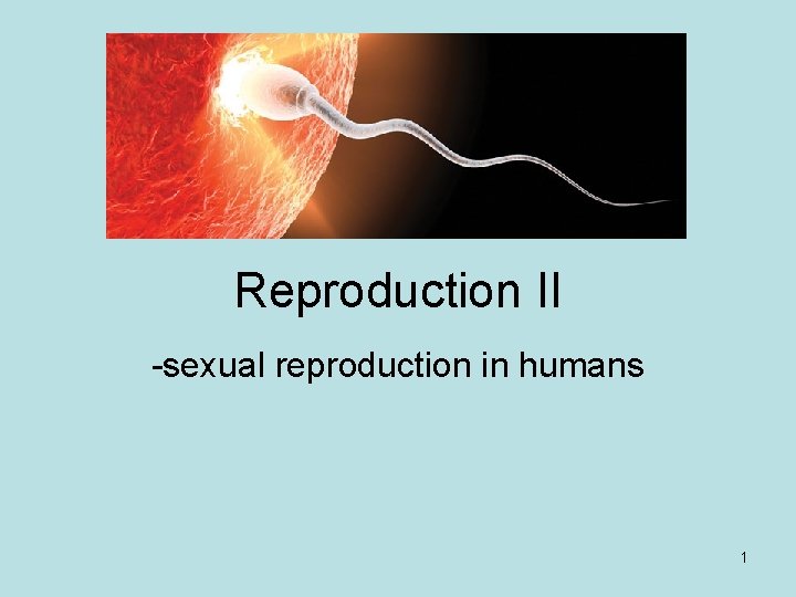 Reproduction II -sexual reproduction in humans 1 