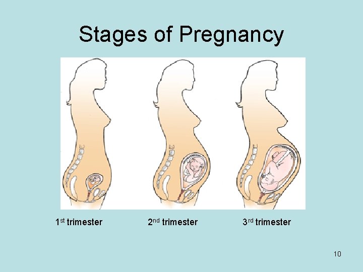 Stages of Pregnancy 1 st trimester 2 nd trimester 3 rd trimester 10 