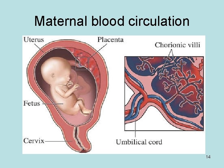 Maternal blood circulation 14 