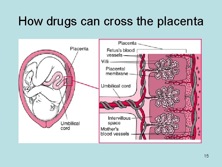 How drugs can cross the placenta 15 