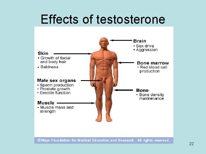 Effects of testosterone 22 