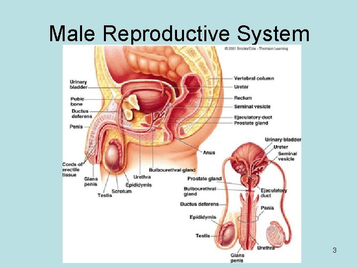 Male Reproductive System 3 