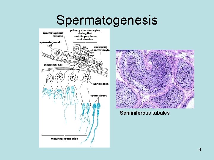 Spermatogenesis Seminiferous tubules 4 