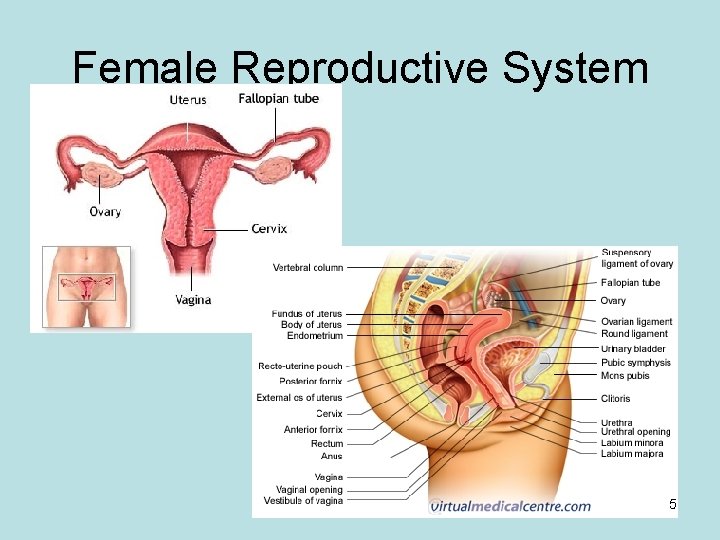 Female Reproductive System 5 