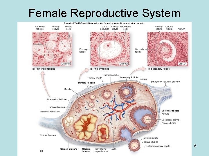 Female Reproductive System 6 