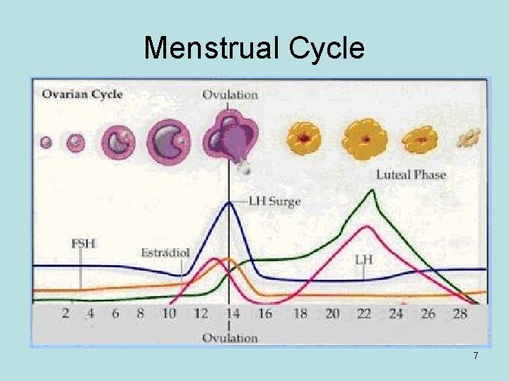 Menstrual Cycle 7 