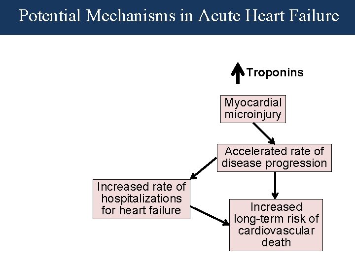 Potential Mechanisms in Acute Heart Failure Troponins Myocardial microinjury Accelerated rate of disease progression Potential Mechanisms in Acute Heart Failure Troponins Myocardial microinjury Accelerated rate of disease progression