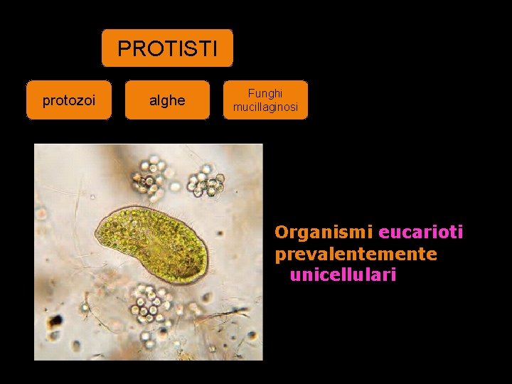 PROTISTI protozoi alghe Funghi mucillaginosi Organismi eucarioti prevalentemente unicellulari 