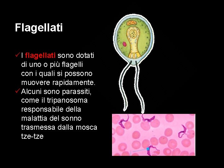 Flagellati ü I flagellati sono dotati di uno o più flagelli con i quali