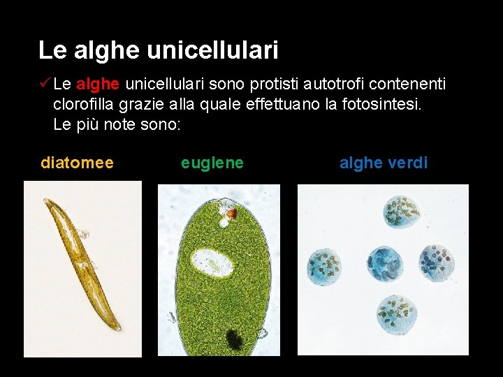Le alghe unicellulari ü Le alghe unicellulari sono protisti autotrofi contenenti clorofilla grazie alla