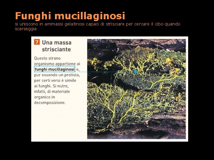 Funghi mucillaginosi si uniscono in ammassi gelatinosi capaci di strisciare per cercare il cibo