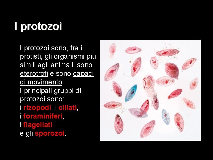 I protozoi sono, tra i protisti, gli organismi più simili agli animali: sono eterotrofi