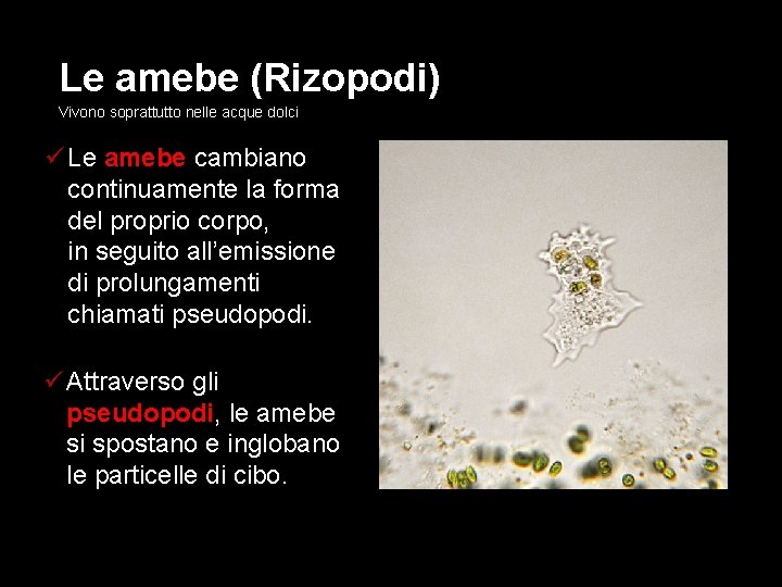 Le amebe (Rizopodi) Vivono soprattutto nelle acque dolci ü Le amebe cambiano continuamente la