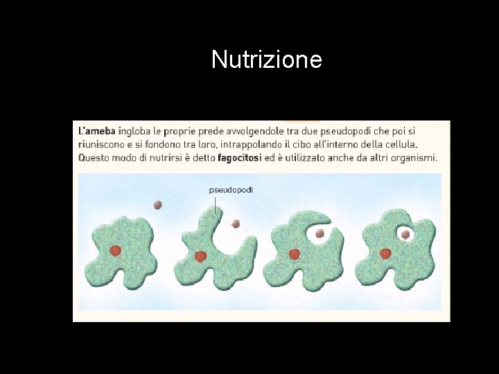 Nutrizione 