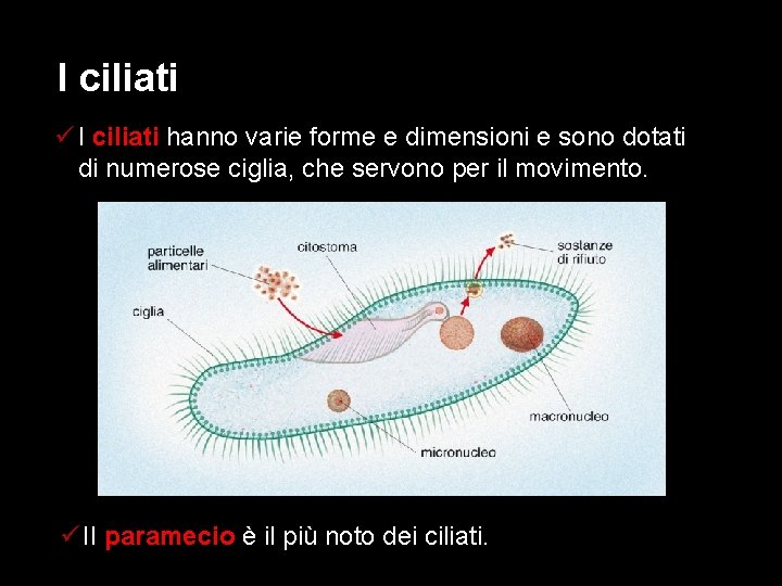 I ciliati ü I ciliati hanno varie forme e dimensioni e sono dotati di