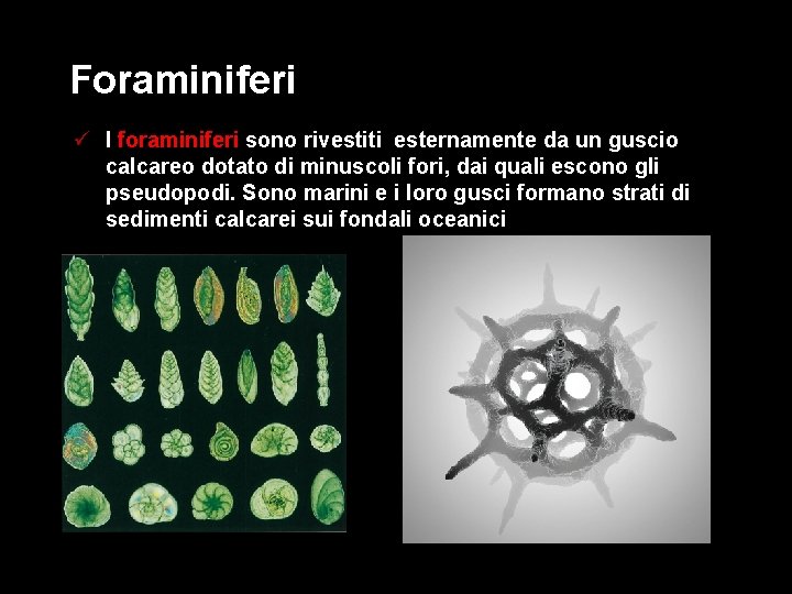 Foraminiferi ü I foraminiferi sono rivestiti esternamente da un guscio calcareo dotato di minuscoli