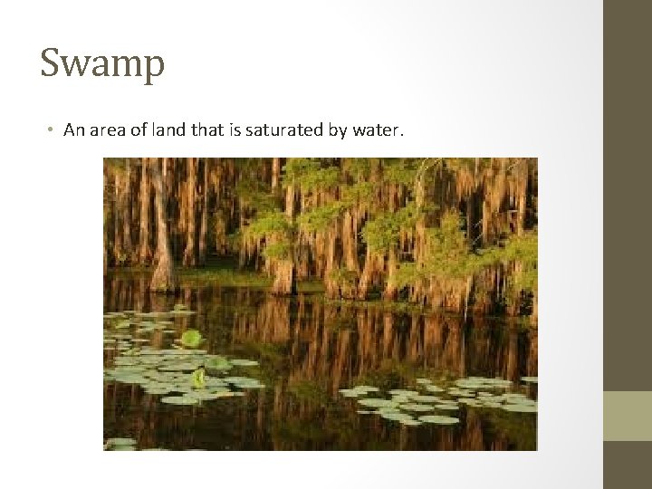 Swamp • An area of land that is saturated by water. 