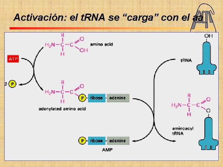 Activación: el t. RNA se “carga” con el aa Fac. Cs. Ex. Qcas. y