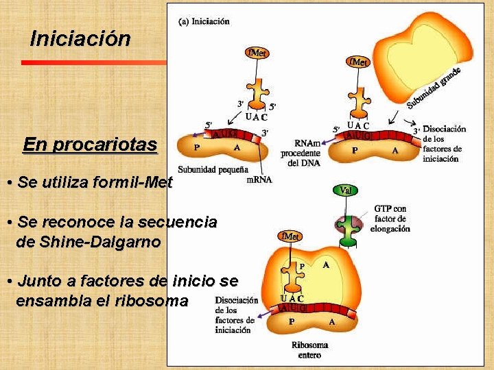 Iniciación Fac. Cs. Ex. Qcas. y Nat. UNIVERSIDAD NACIONAL DE MISIONES Programa de Formación