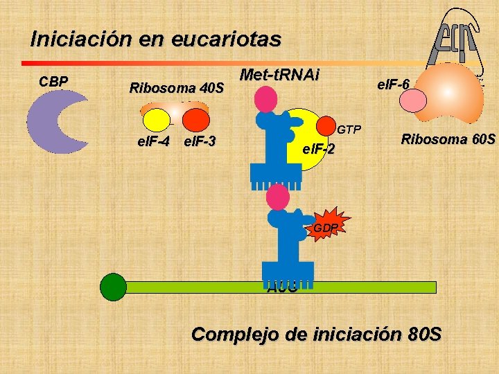 Iniciación en eucariotas CBP Ribosoma 40 S Met-t. RNAi e. IF-6 GTP e. IF-4