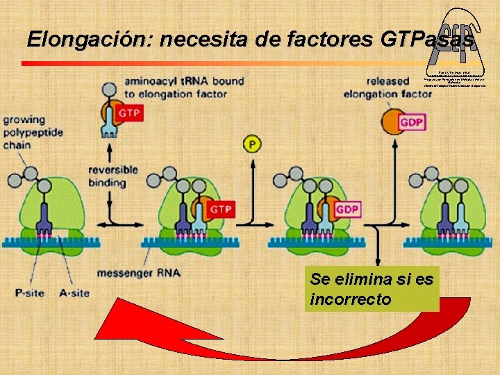 Elongación: necesita de factores GTPasas Fac. Cs. Ex. Qcas. y Nat. UNIVERSIDAD NACIONAL DE