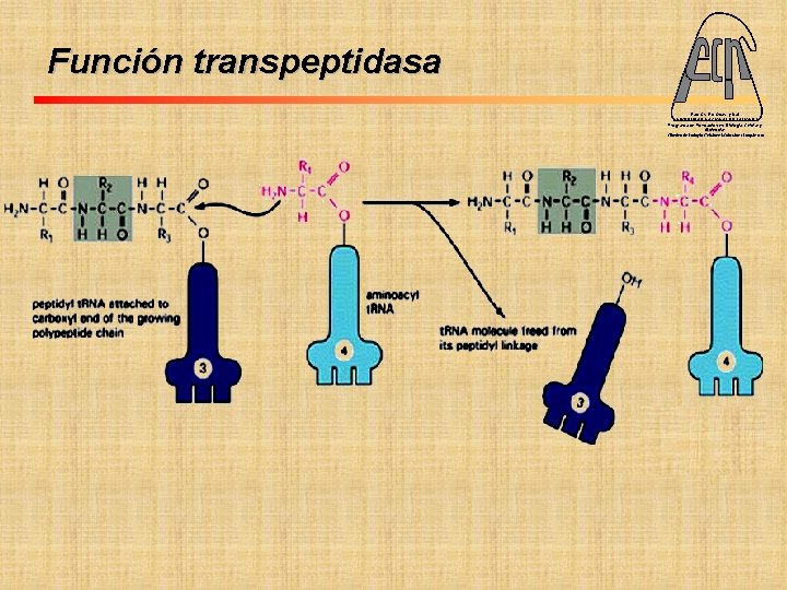 Función transpeptidasa Fac. Cs. Ex. Qcas. y Nat. UNIVERSIDAD NACIONAL DE MISIONES Programa de