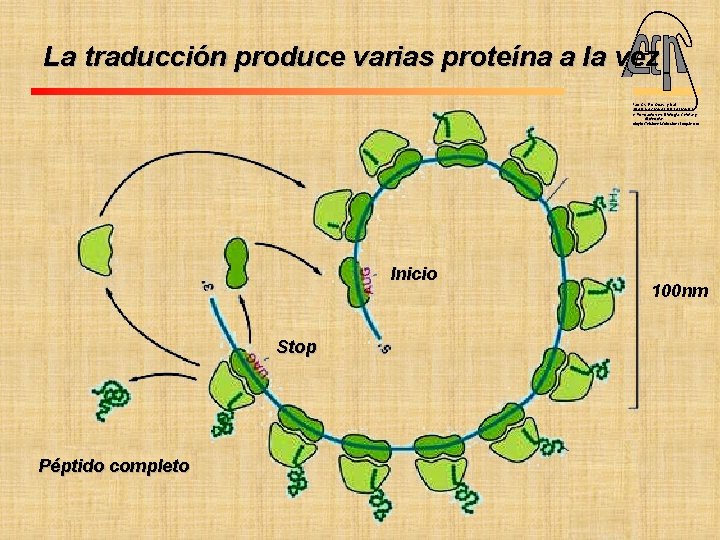 La traducción produce varias proteína a la vez Fac. Cs. Ex. Qcas. y Nat.