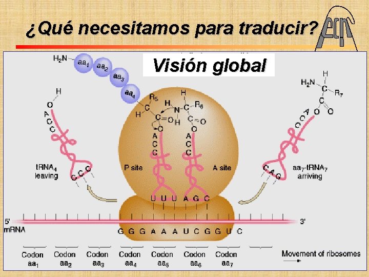 ¿Qué necesitamos para traducir? Visión global Fac. Cs. Ex. Qcas. y Nat. UNIVERSIDAD NACIONAL