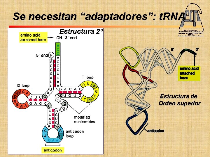 Se necesitan “adaptadores”: t. RNA Estructura 2º Fac. Cs. Ex. Qcas. y Nat. UNIVERSIDAD