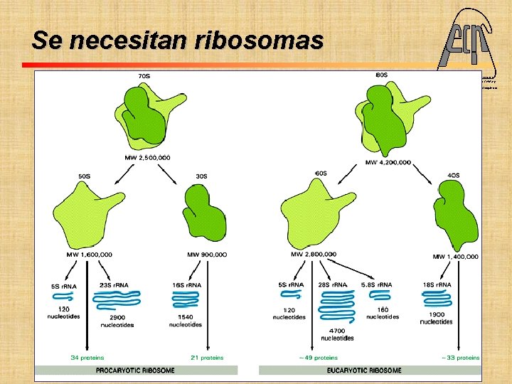 Se necesitan ribosomas Fac. Cs. Ex. Qcas. y Nat. UNIVERSIDAD NACIONAL DE MISIONES Programa