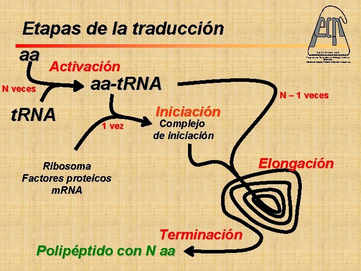 Etapas de la traducción aa Activación N veces t. RNA aa-t. RNA Fac. Cs.