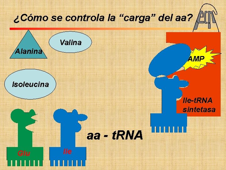 ¿Cómo se controla la “carga” del aa? Fac. Cs. Ex. Qcas. y Nat. UNIVERSIDAD