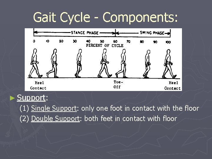 Gait Cycle - Components: ► Support: (1) Single Support: only one foot in contact