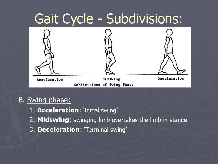 Gait Cycle - Subdivisions: B. Swing phase: 1. Acceleration: ‘Initial swing’ 2. Midswing: swinging