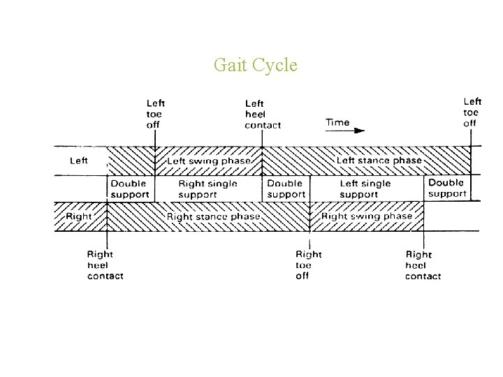 Gait Cycle 