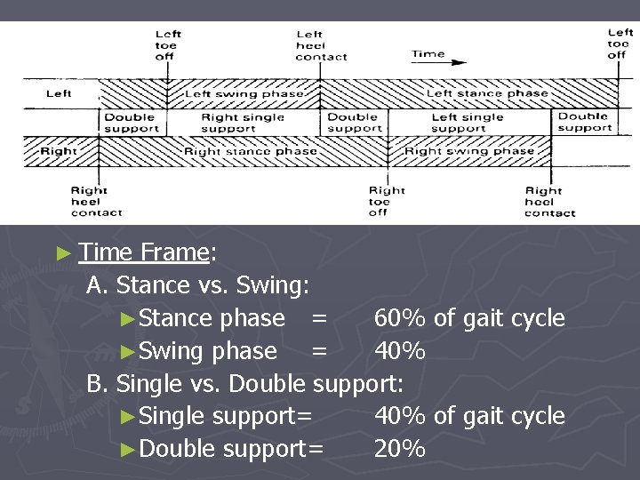 ► Time Frame: A. Stance vs. Swing: ►Stance phase = 60% of gait cycle