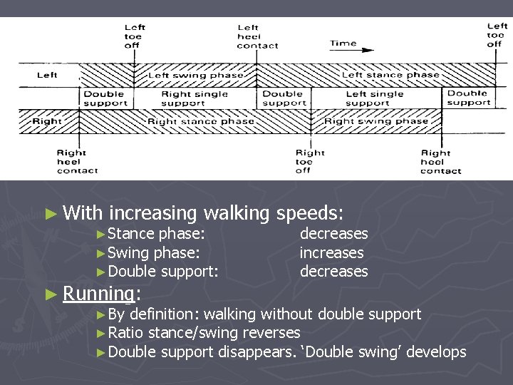 ► With increasing walking speeds: ►Stance phase: ►Swing phase: ►Double support: decreases increases decreases