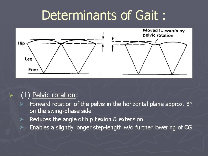 UNDERSTANDING NORMAL PATHOLOGICAL GAIT Mahmoud Sarmini M D