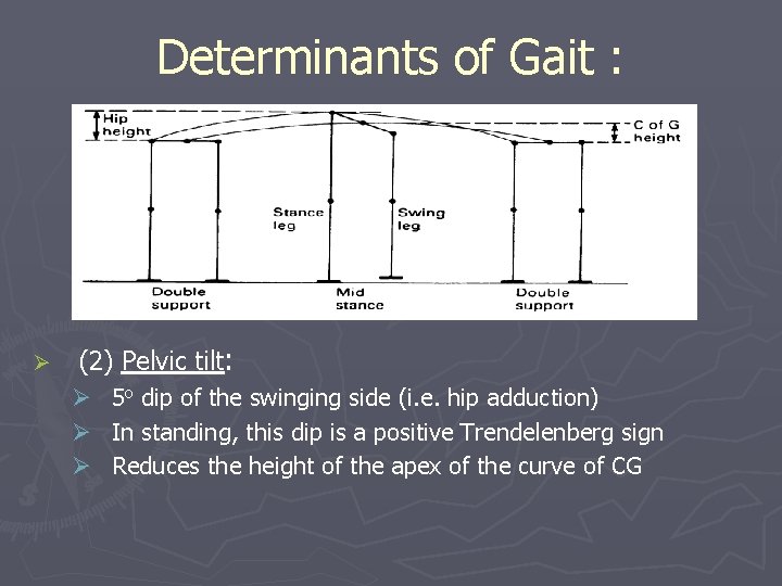 Determinants of Gait : Ø (2) Pelvic tilt: Ø 5 o dip of the