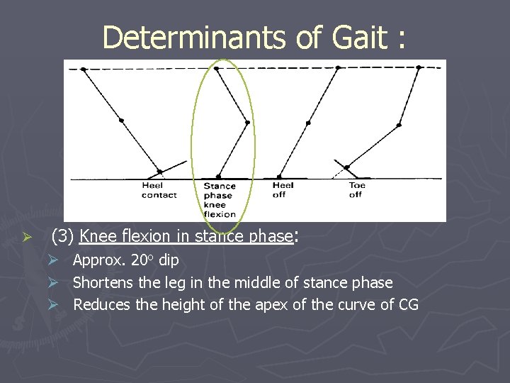 Determinants of Gait : Ø (3) Knee flexion in stance phase: Ø Approx. 20