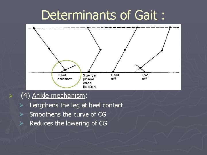 Determinants of Gait : Ø (4) Ankle mechanism: Ø Lengthens the leg at heel