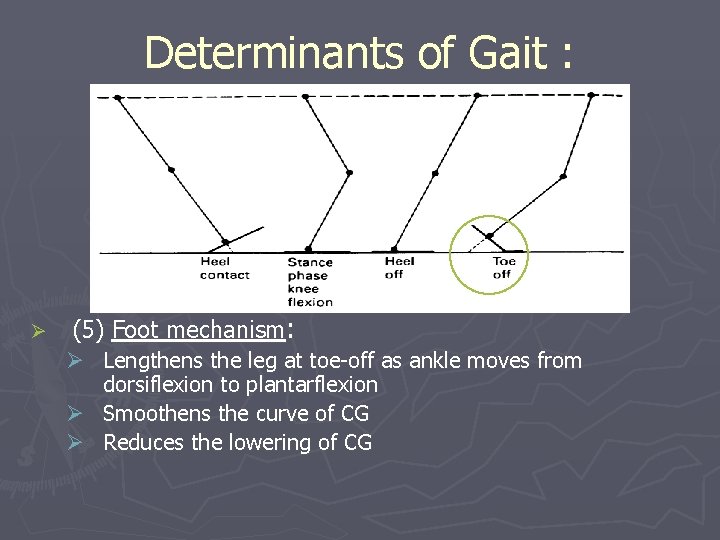 Determinants of Gait : Ø (5) Foot mechanism: Ø Lengthens the leg at toe-off