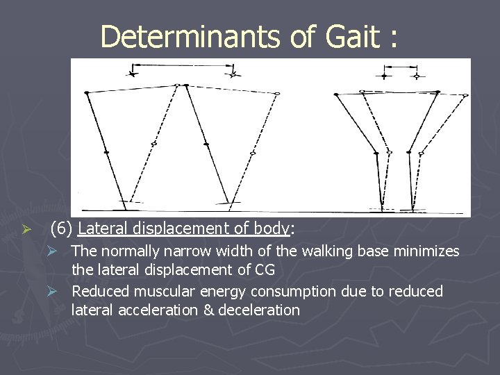 Determinants of Gait : Ø (6) Lateral displacement of body: Ø The normally narrow