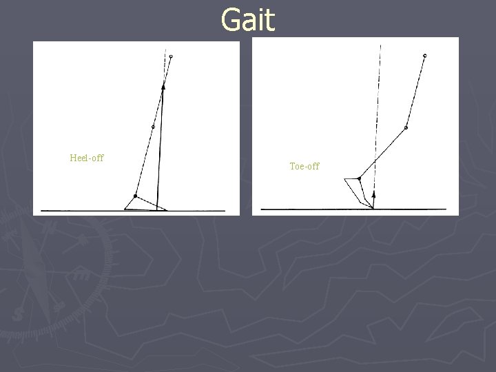 Gait Initial HC ‘Heel-off transient’ HC Toe-off 