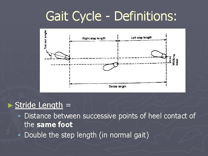 Gait Cycle - Definitions: ► Stride Length = § Distance between successive points of
