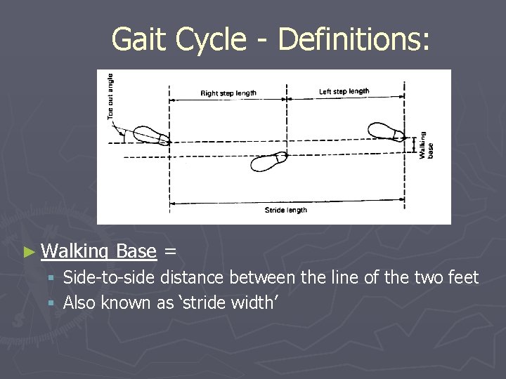 Gait Cycle - Definitions: ► Walking Base = § Side-to-side distance between the line